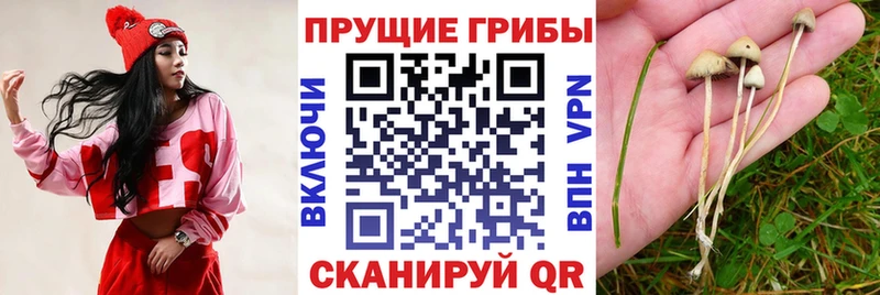 МЕГА ССЫЛКА  Железногорск-Илимский  Псилоцибиновые грибы мухоморы  цены наркотик 